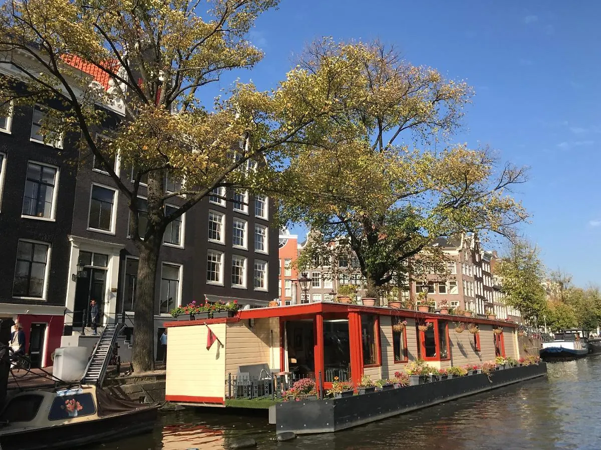 The African Lily Amsterdam